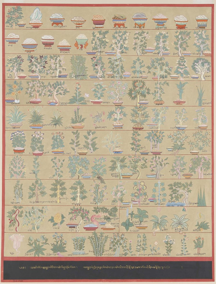 Le Béryl Bleu — médications phytothérapeutiques